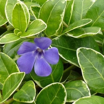 Vinca major 'Aureomarginata' – Nagy meténg, nagy télizöld