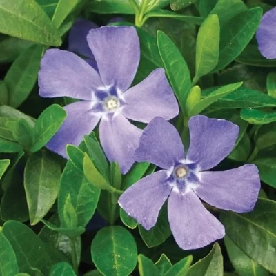 Vinca major 'Deep Blue' – Nagy meténg, nagy télizöld
