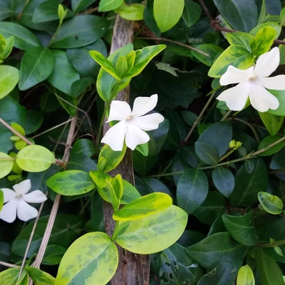 Vinca minor 'Alba Variegata' – Kis télizöld