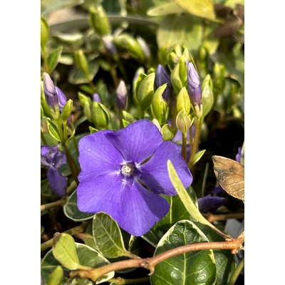 Vinca minor 'Argenteovariegata' – Kis télizöld