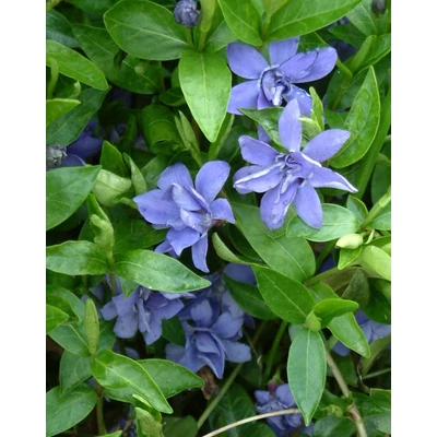 Vinca minor 'Azura Flora Plena' – Kis télizöld