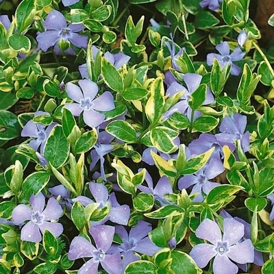 Vinca minor 'Blue Sapphire' – Kis télizöld