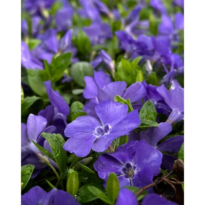 Vinca minor 'Bowles's Variety' (syn.: 'Bowles', 'Bowles's Blue', 'La Grave') – Kis télizöld (kék)