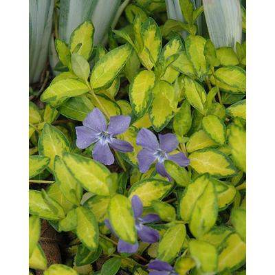Vinca minor 'Calhall Illumination' – Kis télizöld