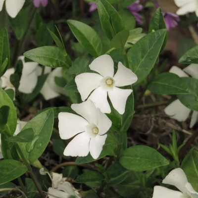 Vinca minor 'Elisa' – Kis télizöld