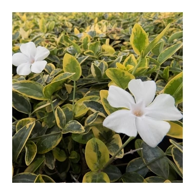 Vinca minor 'Evelyn' – Kis télizöld