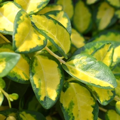 Vinca minor 'Variegated Golden' – Kis télizöld