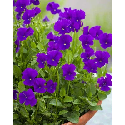 Viola cornuta 'Martin' – Szarvacskás árvácska
