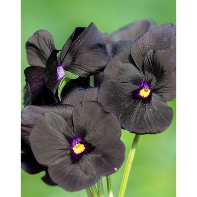Viola cornuta 'Molly Sanderson' – Szarvacskás ibolya