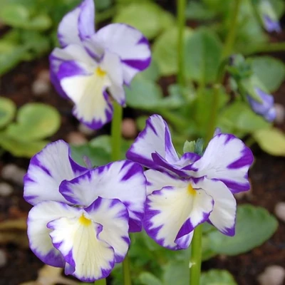 Viola cornuta 'Rebecca Cawthorne' – Szarvacskás árvácska