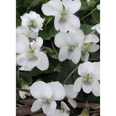 Viola sororia 'Albiflora' – Csíkos ibolya, pillangós ibolya