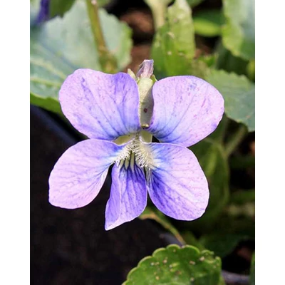 Viola sororia 'Blue Diamond' – Csíkos ibolya, pillangós ibolya