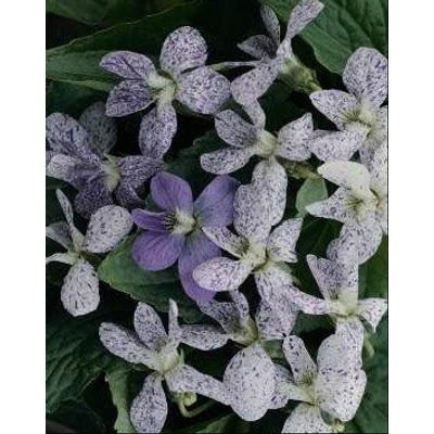 Viola sororia 'Freckles' - Csíkos ibolya, pillangós ibolya