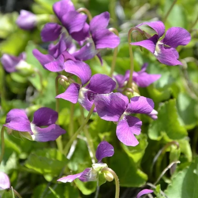 Viola sororia 'Red Cloud' – Csíkos ibolya, pillangós ibolya