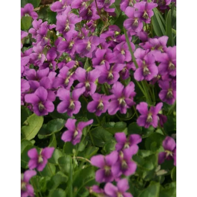 Viola sororia 'Rubra' - Csíkos ibolya, pillangós ibolya