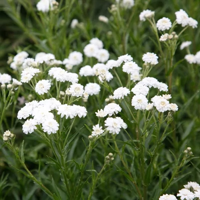 Achillea ptarmica – Kenyérbél cickafark