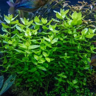 Bacopa caroliniana – Karolinai bakopa