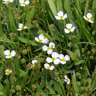 Baldelia ranunculoides – Bogláros kishídőr