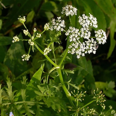 Berula erecta – Keskenylevelű békakorsó