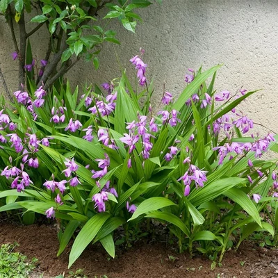Bletilla striata – Japán orchidea
