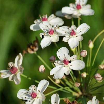 Butomus umbellatus 'Alba' – Virágkáka