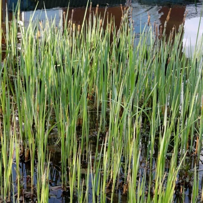 Carex gracilis – Éles sás