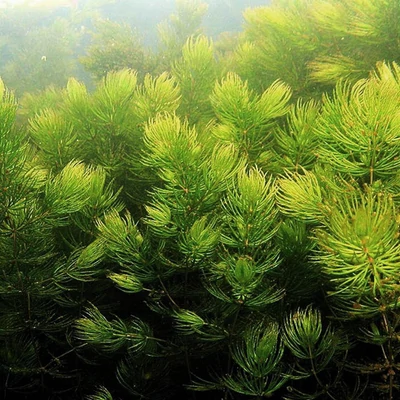 Ceratophyllum demersum – Érdeslevelű tócsagaz
