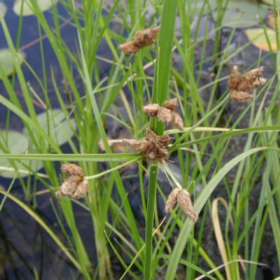 Chlorocyperus glomeratus – Csomós palka