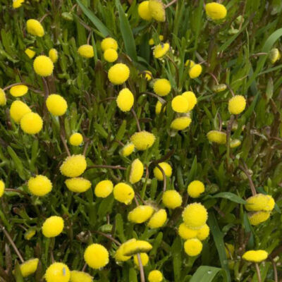 Cotula coronopifolia – Lúgvirág