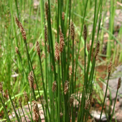 Eleocharis palustris – Mocsári csetkáka