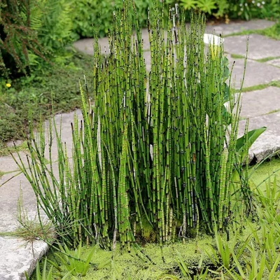Equisetum hyemale 'Variegata' – Téli zsurló