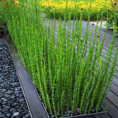 Equisetum hyemale – Téli zsurló
