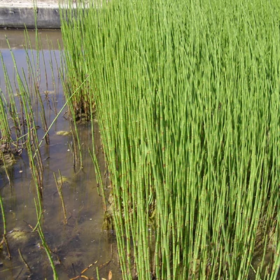 Equisitum japonica – Japán zsurló