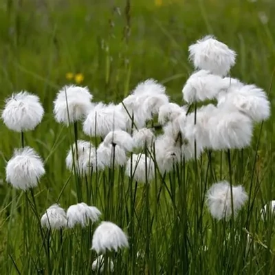 Eriophorum angustifolium – Keskenylevelű gyapjúsás