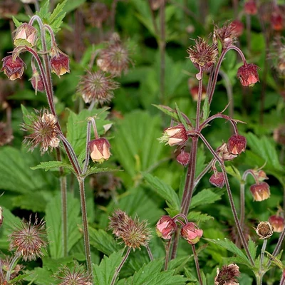 Geum rivale – Gyömbérgyökér