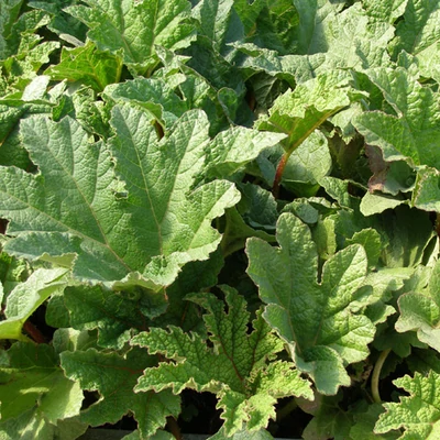 Gunnera manicata – Brazíl óriáslapu
