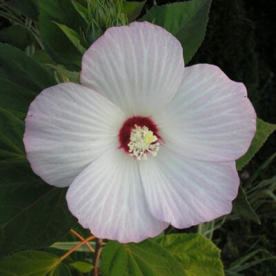 Hibiscus palustris – Mocsári hibiszkusz (fehér)