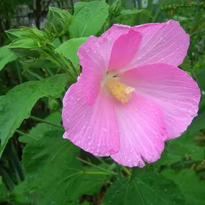 Hibiscus palustris – Mocsári hibiszkusz (rózsaszín)