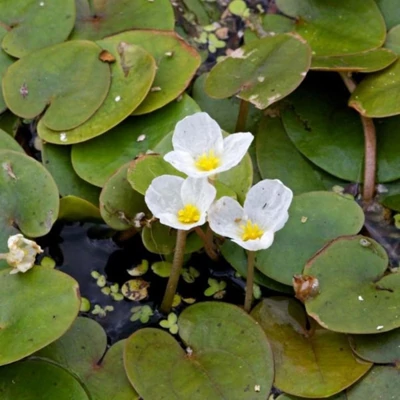 Hydrocharis morsus-ranae – Békatutaj
