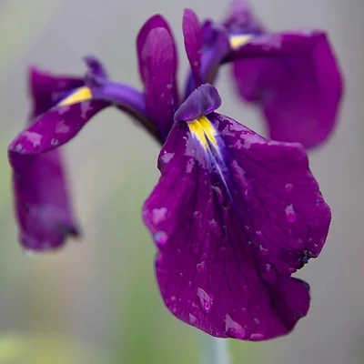 Iris kaempferi – Mocsári nőszirom (kék)