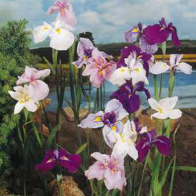 Iris kaempferi – Mocsári nőszirom