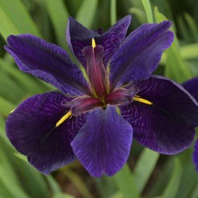 Iris louisiana 'Black Gamecock' – Nőszirom