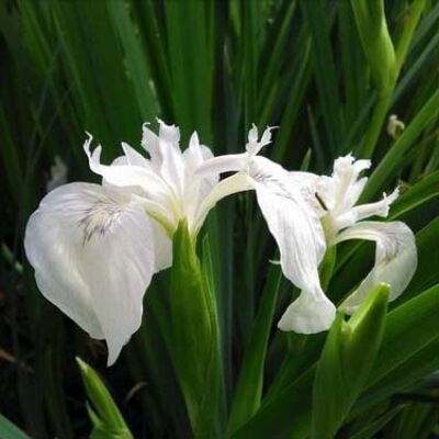 Iris louisiana 'Créme' – Nőszirom