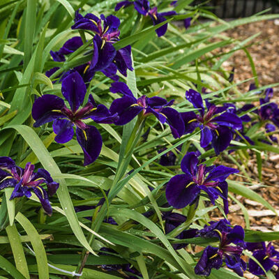 Iris louisiana – Louisianai nőszirom
