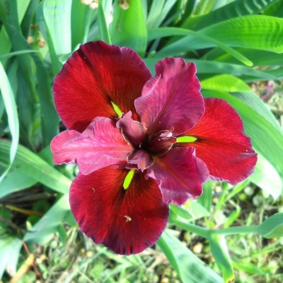 Iris louisiana 'Red' – Nőszirom