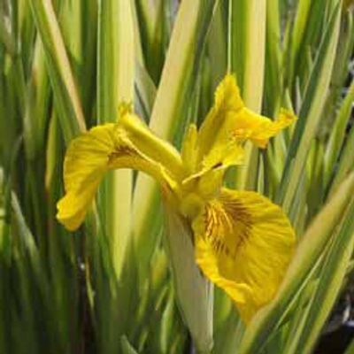 Iris pseudacorus 'Variegata' – Mocsári nőszirom