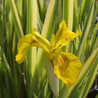 Iris pseudacorus 'Variegata' – Mocsári nőszirom