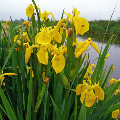 Iris pseudoacorus – Sárga mocsári nőszirom