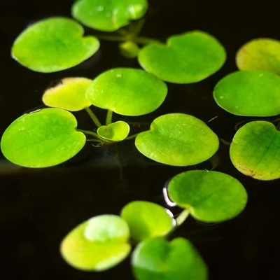 Limnobium laevigatum – Amazonasi békatutaj