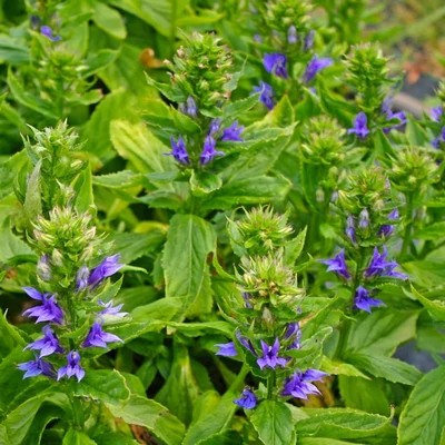 Lobelia siphilitica – Mocsári lobélia (kék)